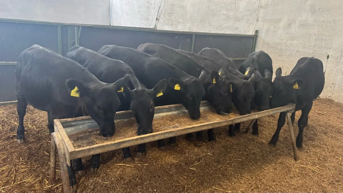 8 AA Heifers - Image 1