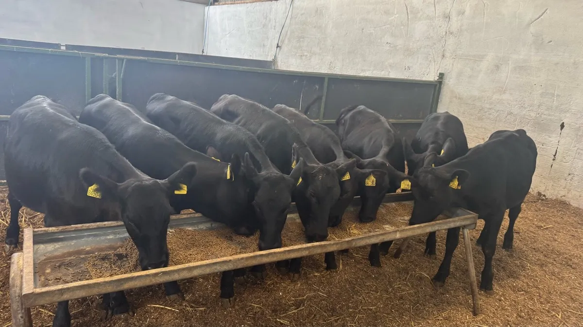8 AA Heifers - Image 2