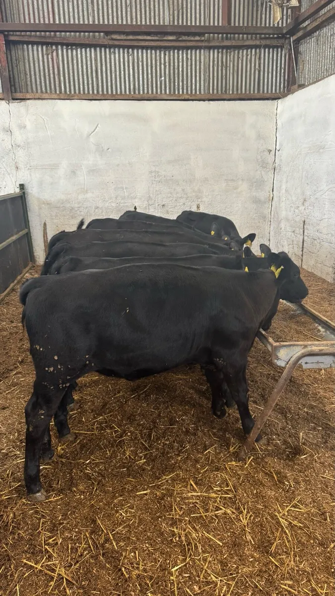 8 AA Heifers - Image 3