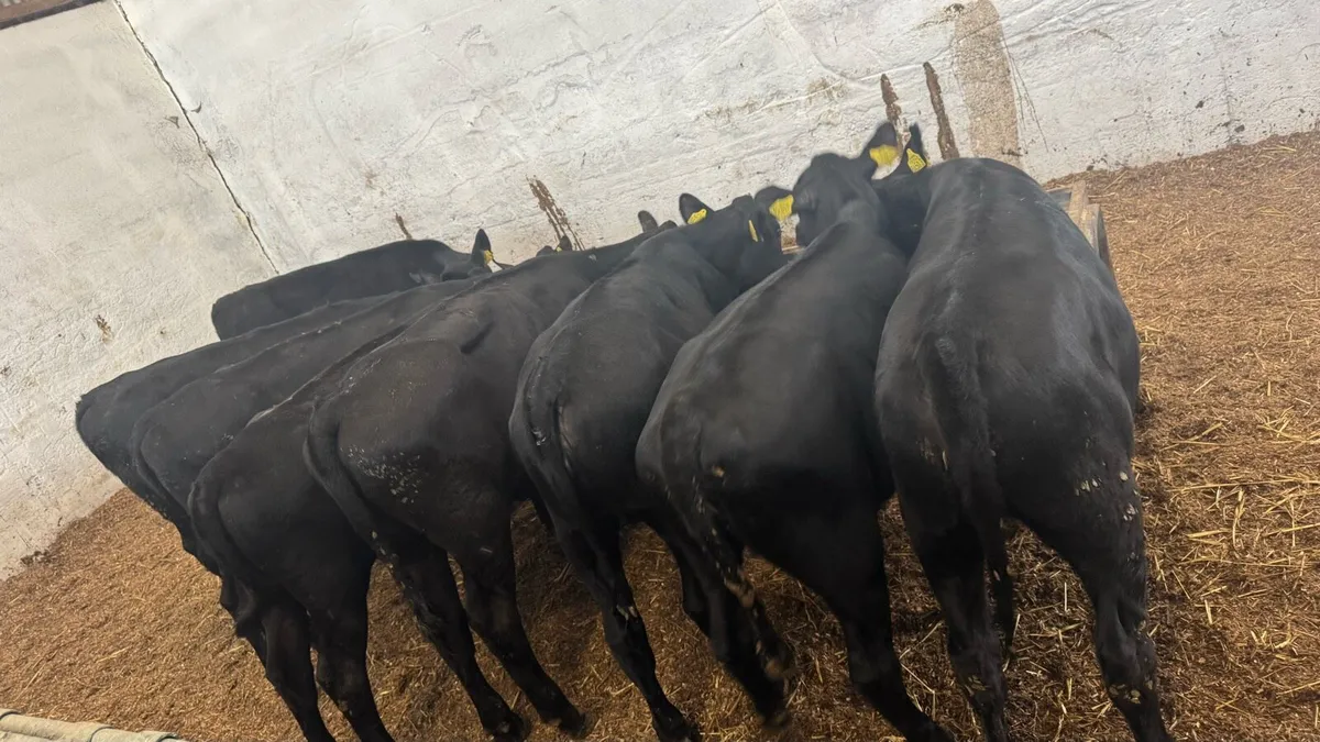 8 AA Heifers - Image 4