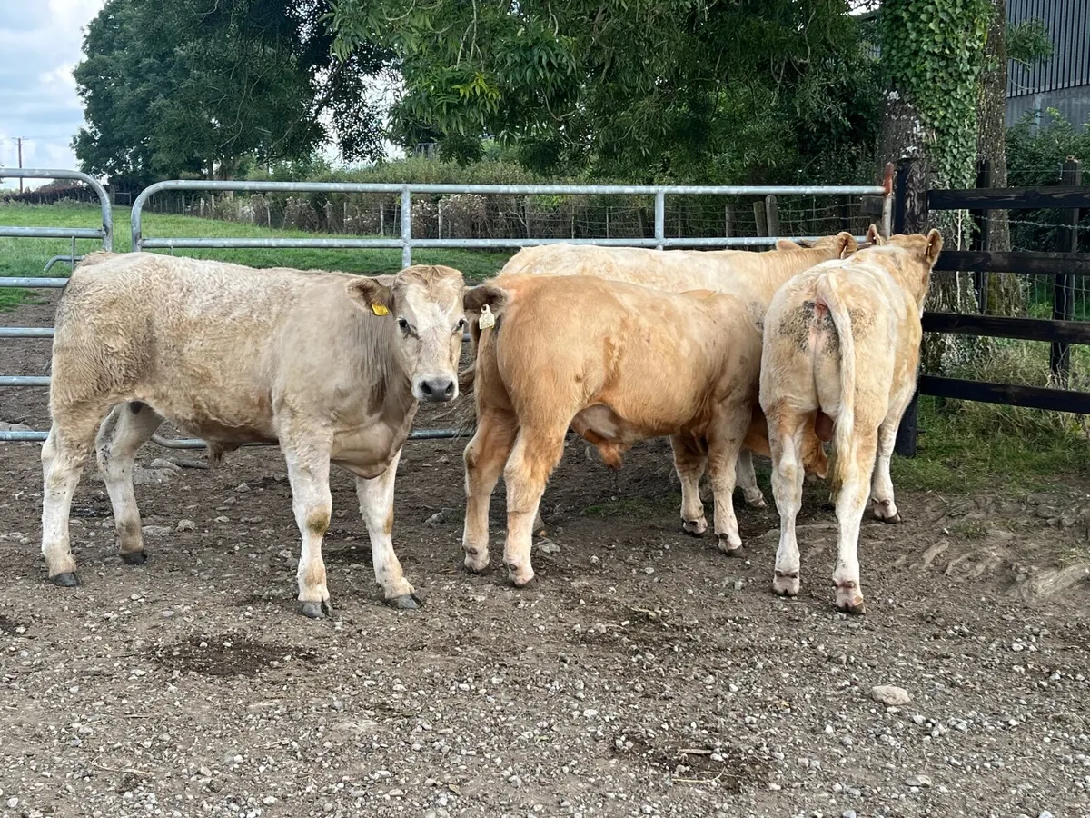 4 Super 370kg Charlaois bullocks - Image 2