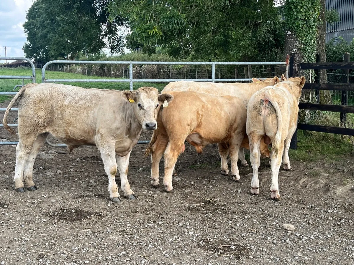 4 Super 370kg Charlaois bullocks - Image 3