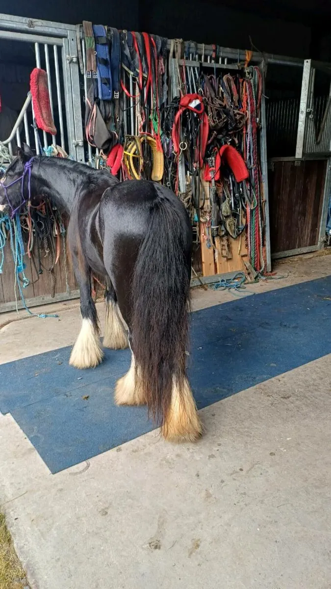Filly - Image 1