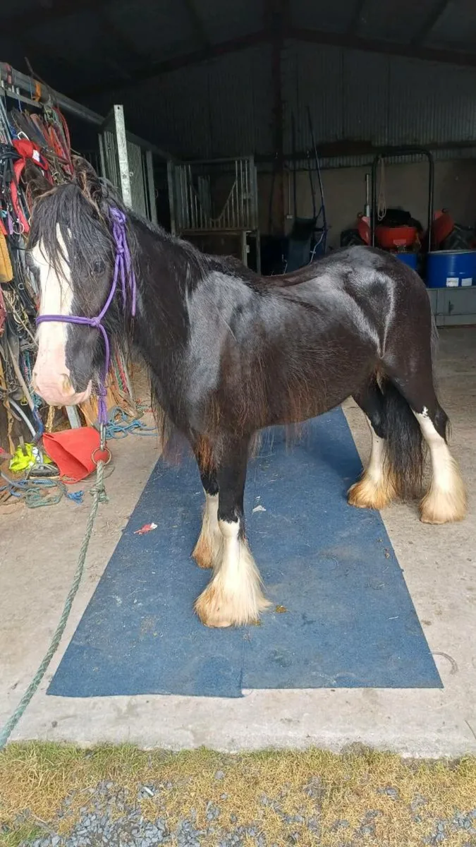 Filly - Image 2