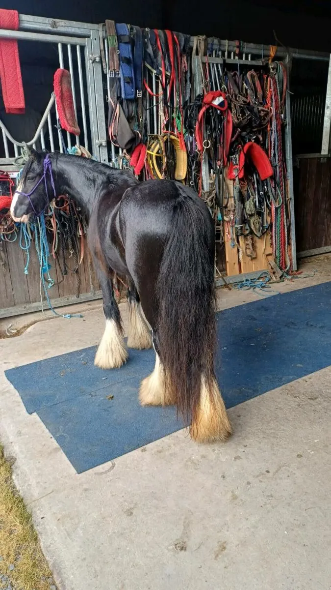 Filly - Image 4