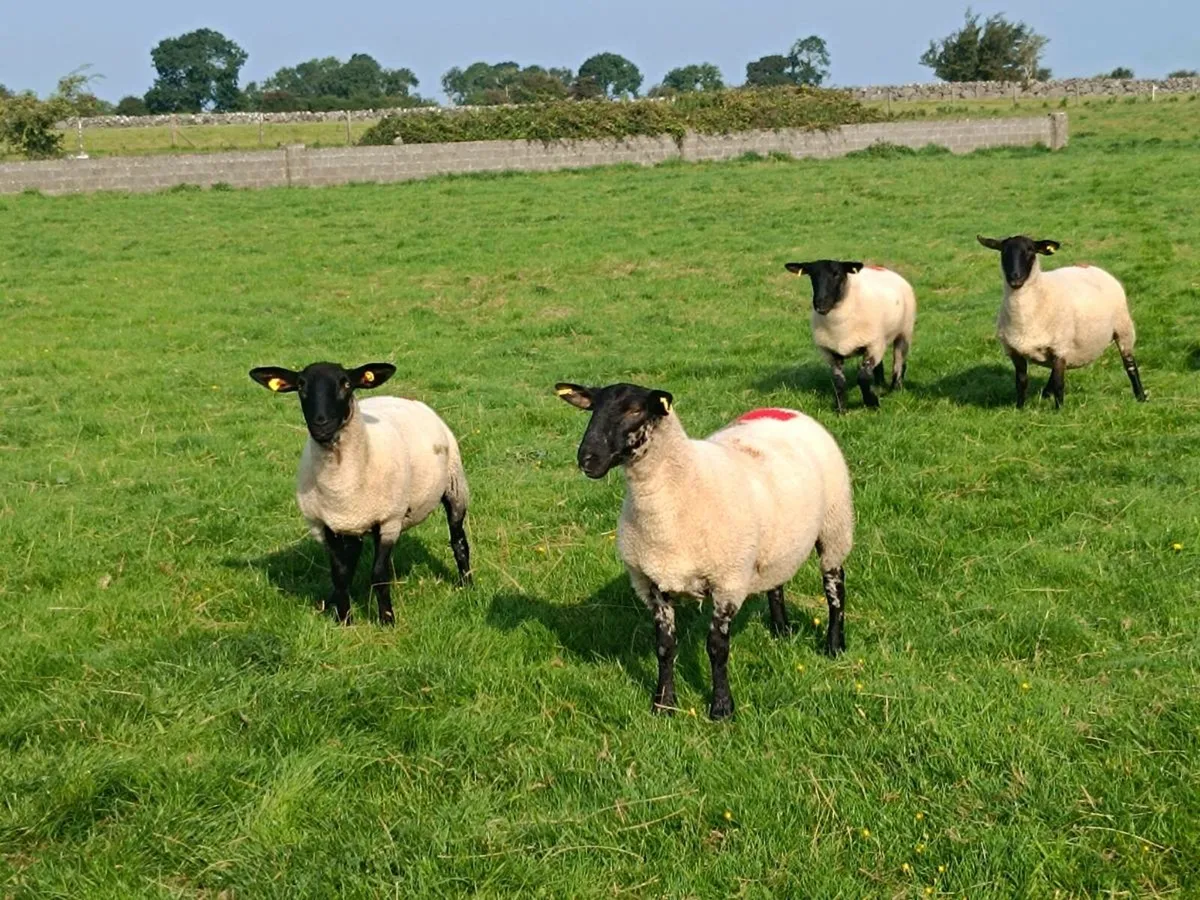 Suffolk Hoggets - Image 1