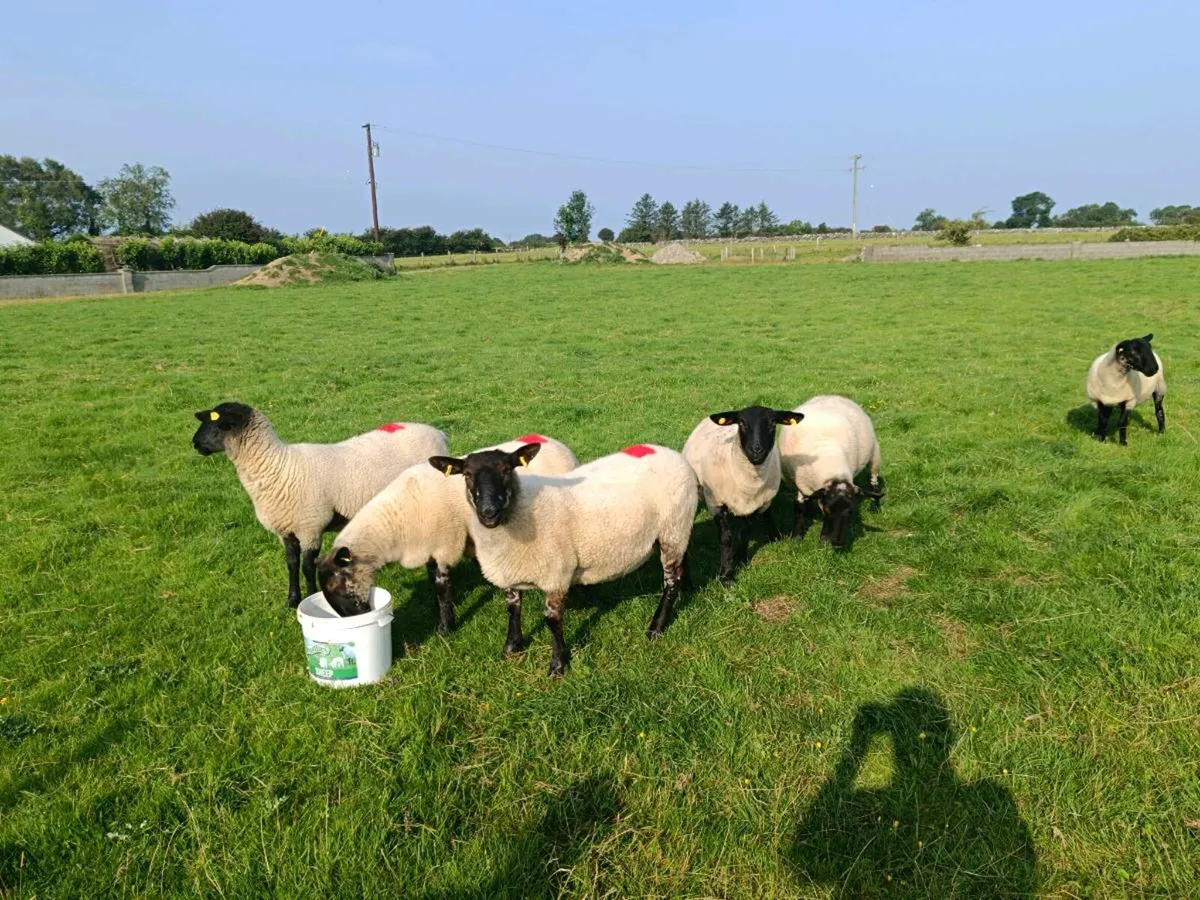 Suffolk Hoggets - Image 2