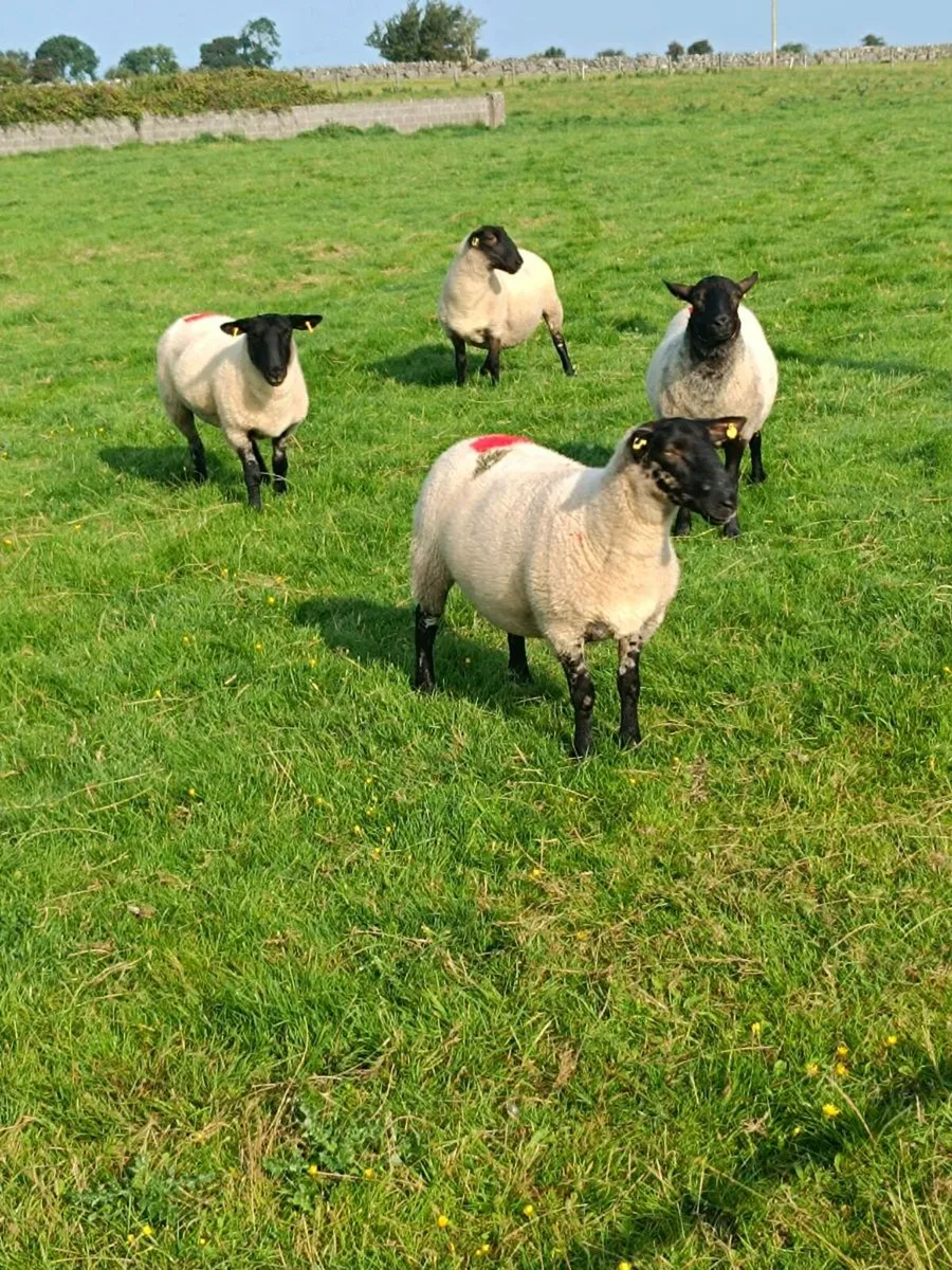 Suffolk Hoggets - Image 3