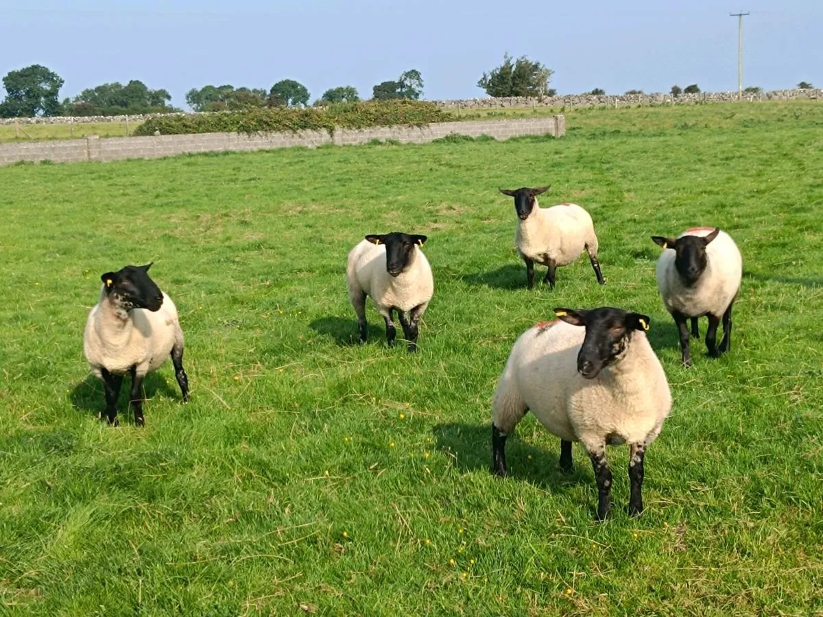 Suffolk Hoggets - Image 4