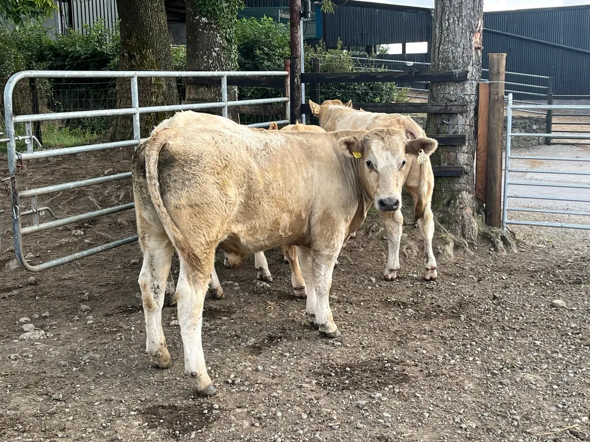 4 Super 370kg Charlaois bullocks - Image 1