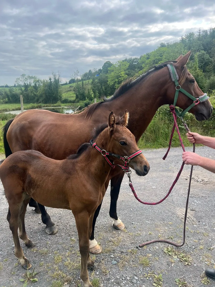 Mare and colt foal - Image 1