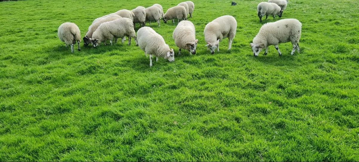 Hilltex Ram lambs - Image 1