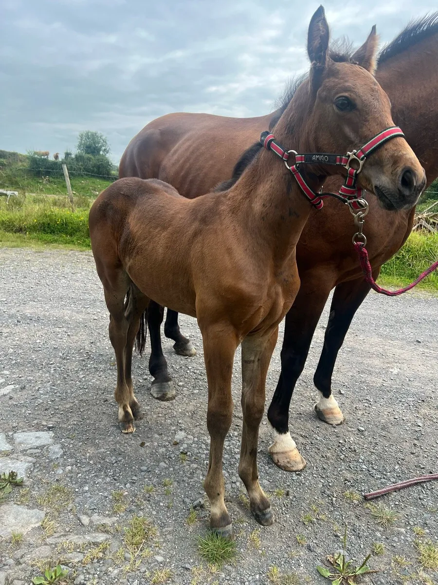 Mare and colt foal - Image 2