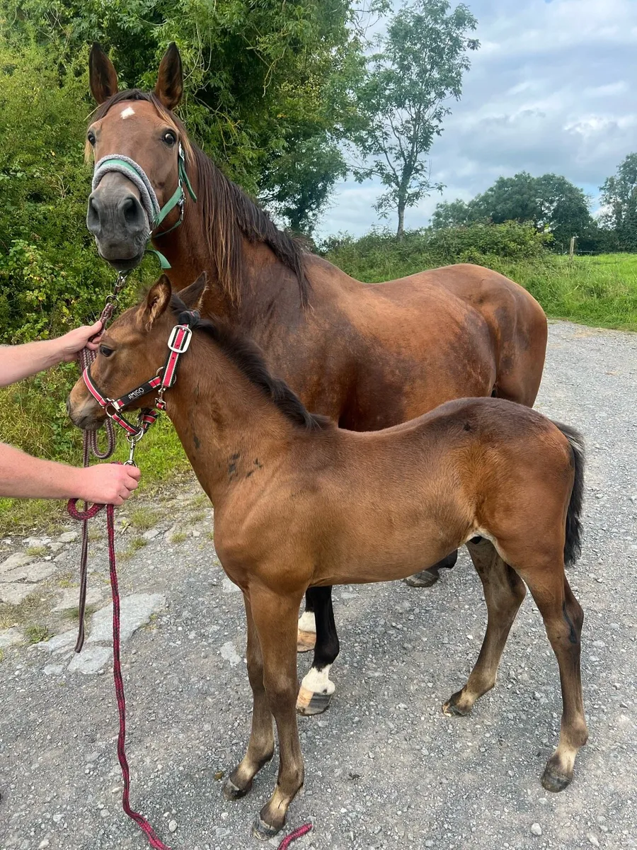 Mare and colt foal - Image 3
