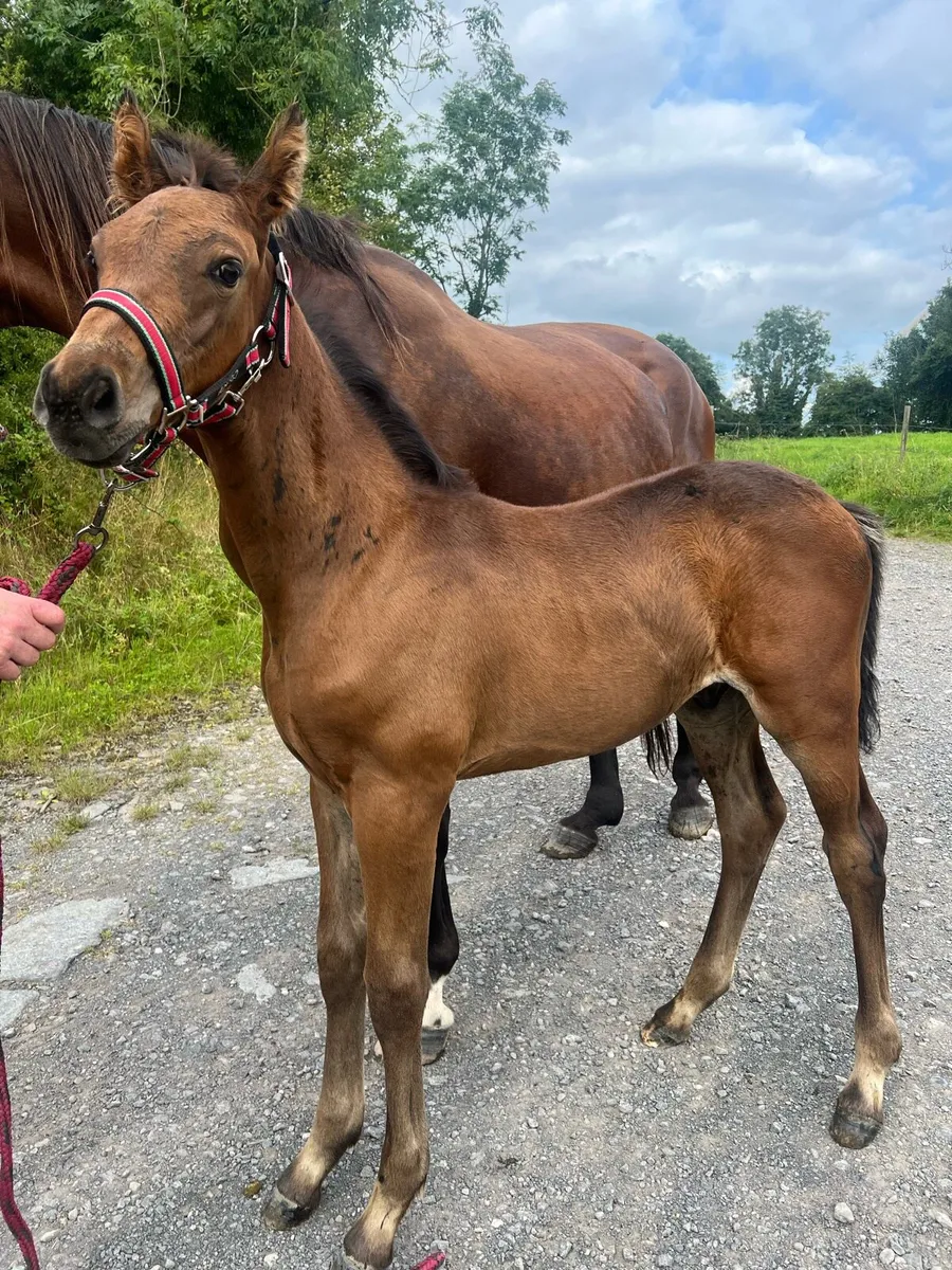 Mare and colt foal - Image 4