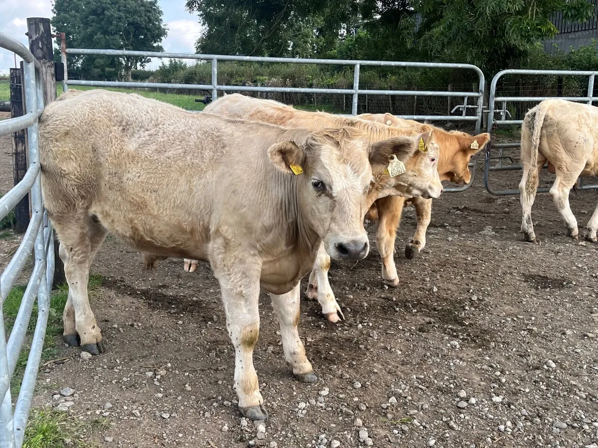 4 Super 370kg Charlaois bullocks - Image 4