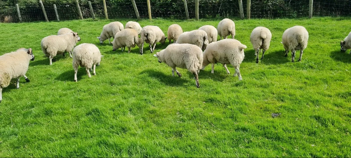 Hilltex Ram lambs - Image 2