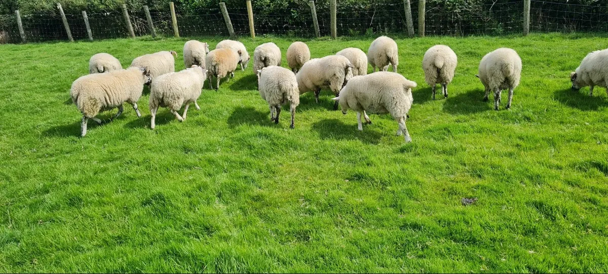 Hilltex Ram lambs - Image 3