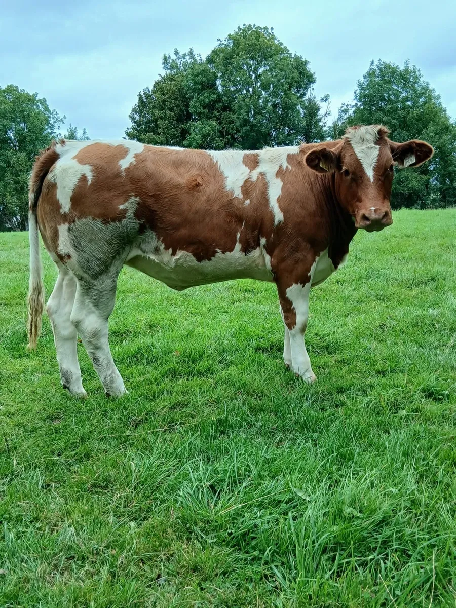 Roan Heifer - Image 1