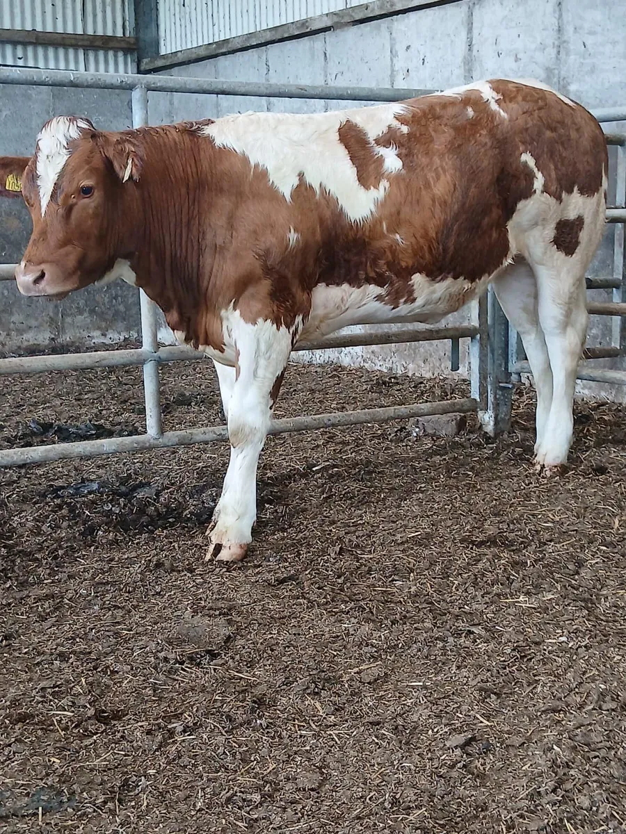 Roan Heifer - Image 2