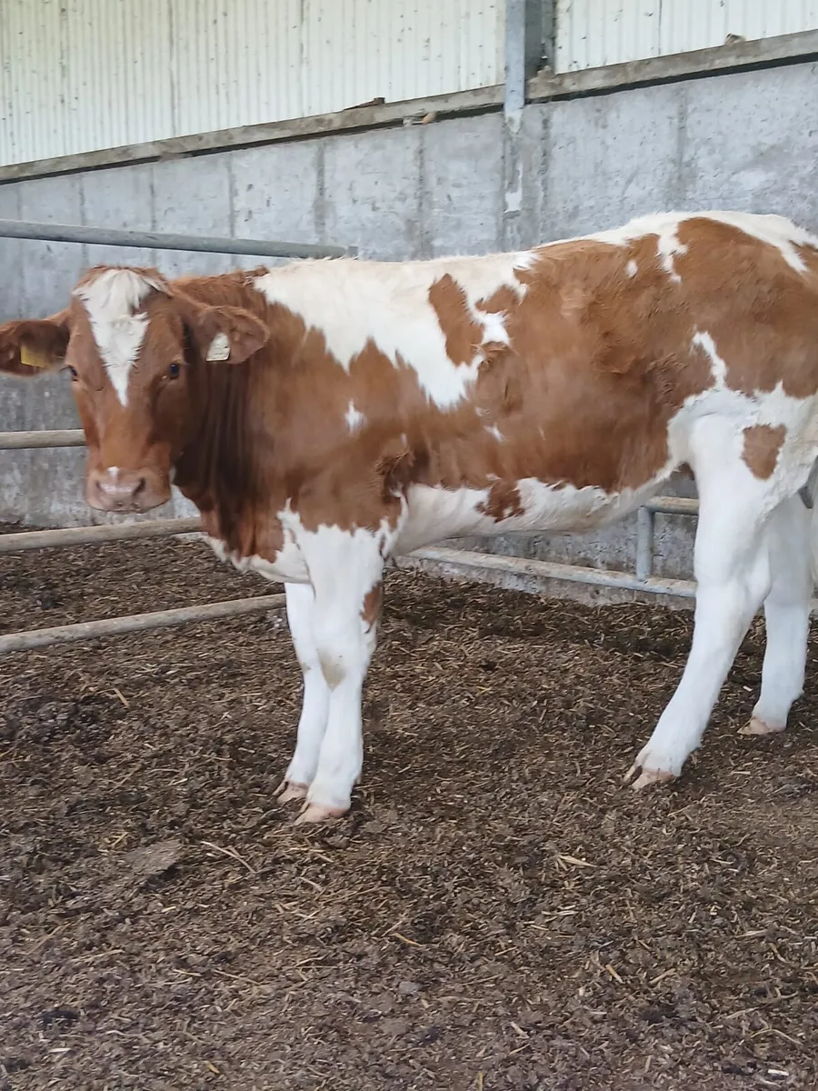Roan Heifer - Image 3