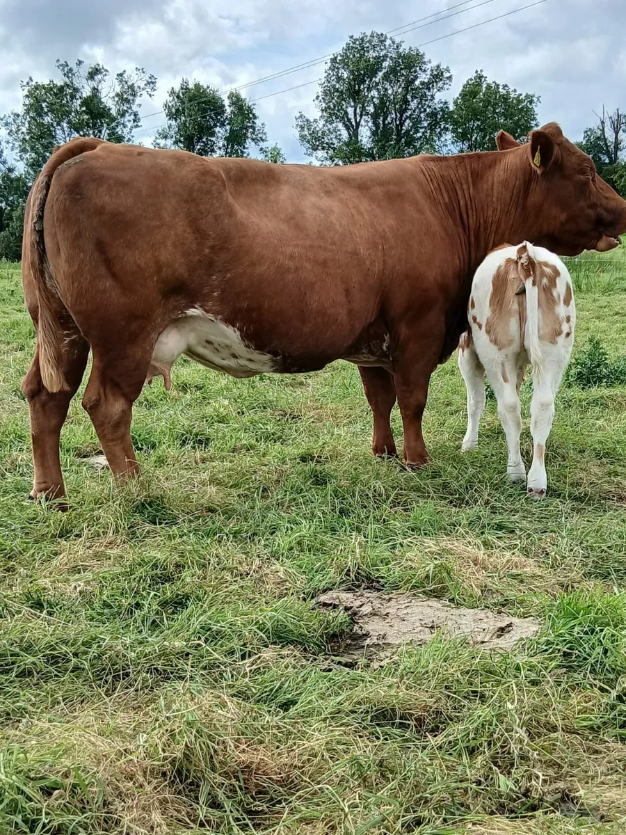 Roan Heifer - Image 4