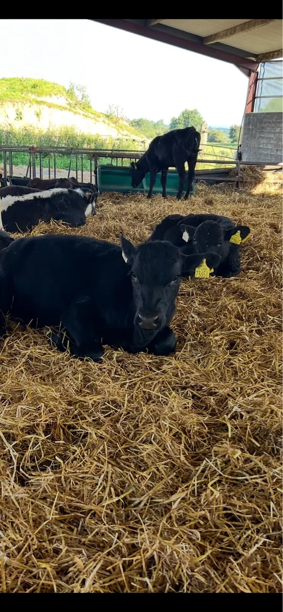 Weanlings - Image 2