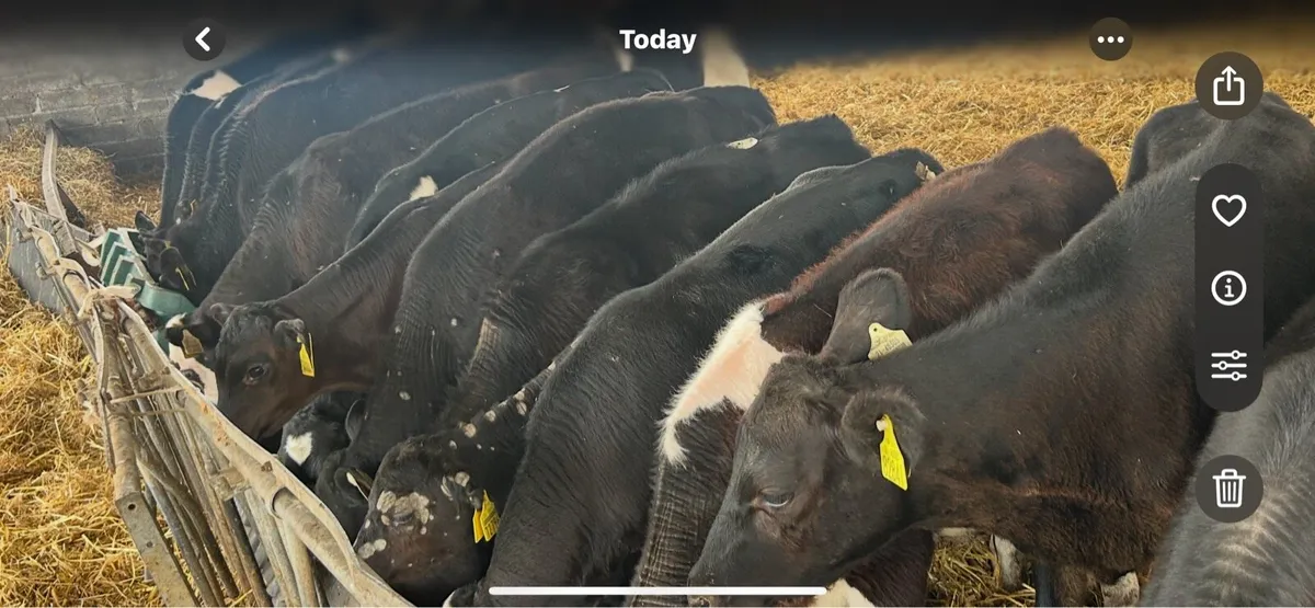 Weanlings - Image 1