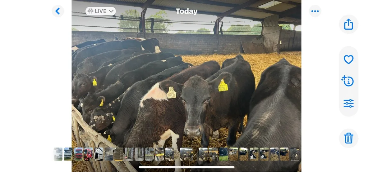 Weanlings - Image 3