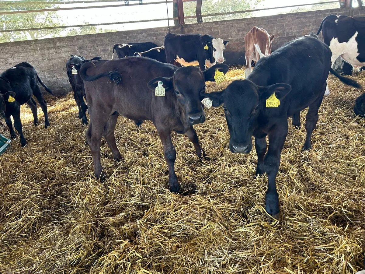 Weanlings - Image 4