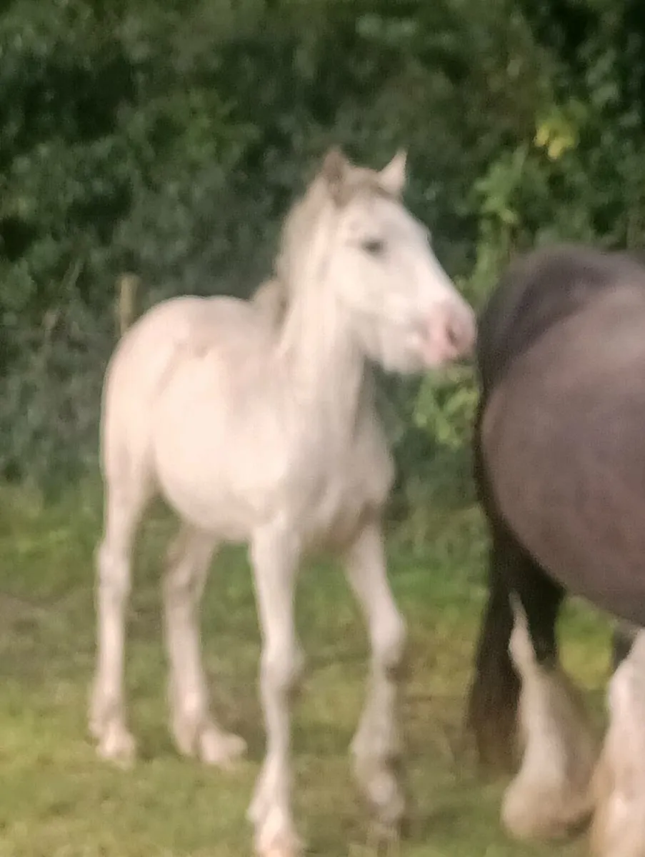 Filly Foal - Image 2