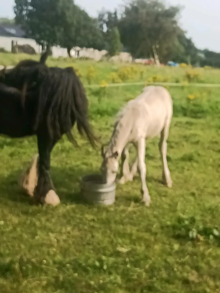 Filly Foal - Image 4