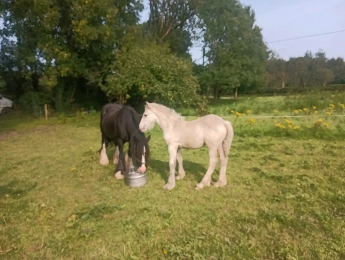 Filly Foal - Image 1
