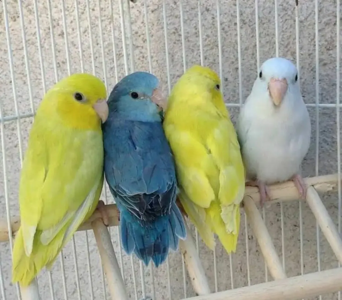 The pocket parrot - Image 1