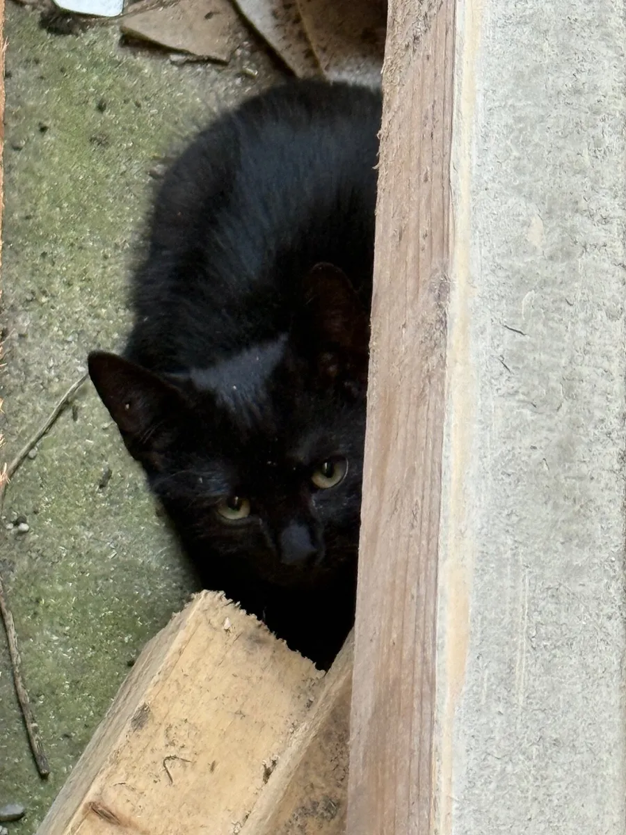 Kitten - Image 2