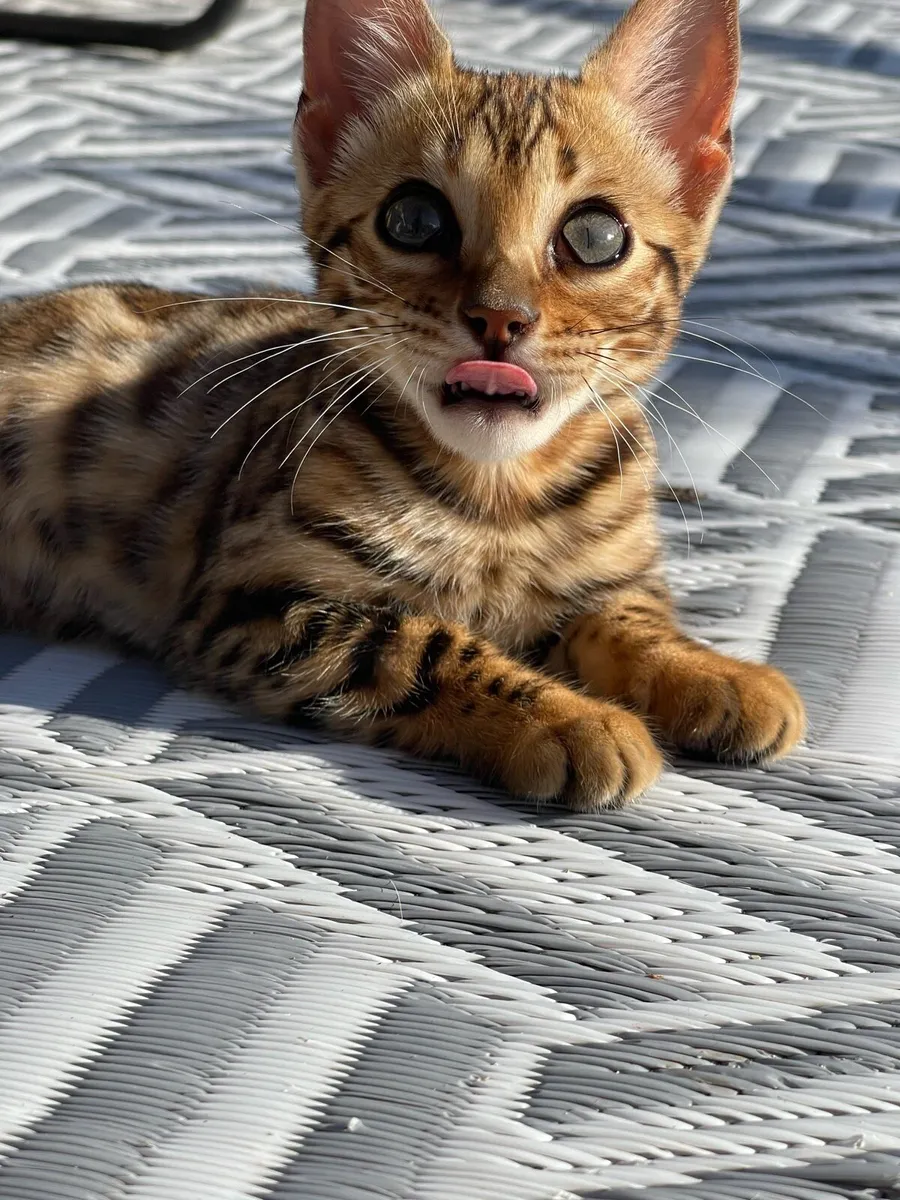 Bengal kittens - Image 2