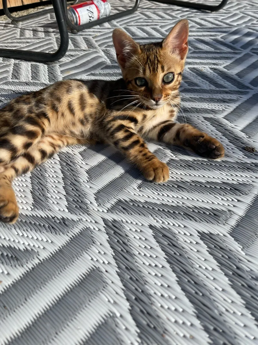 Bengal kittens - Image 3