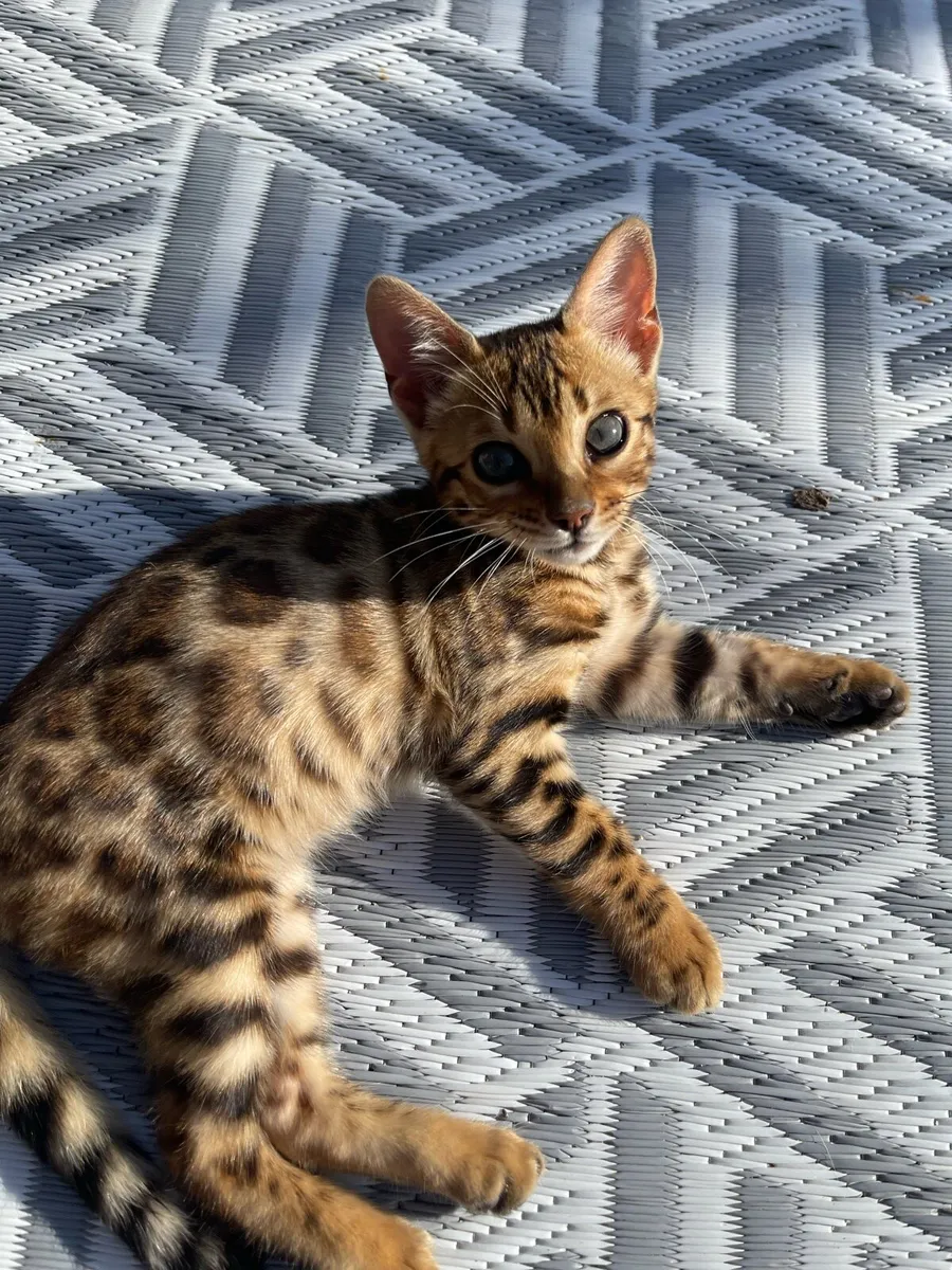 Bengal kittens - Image 4