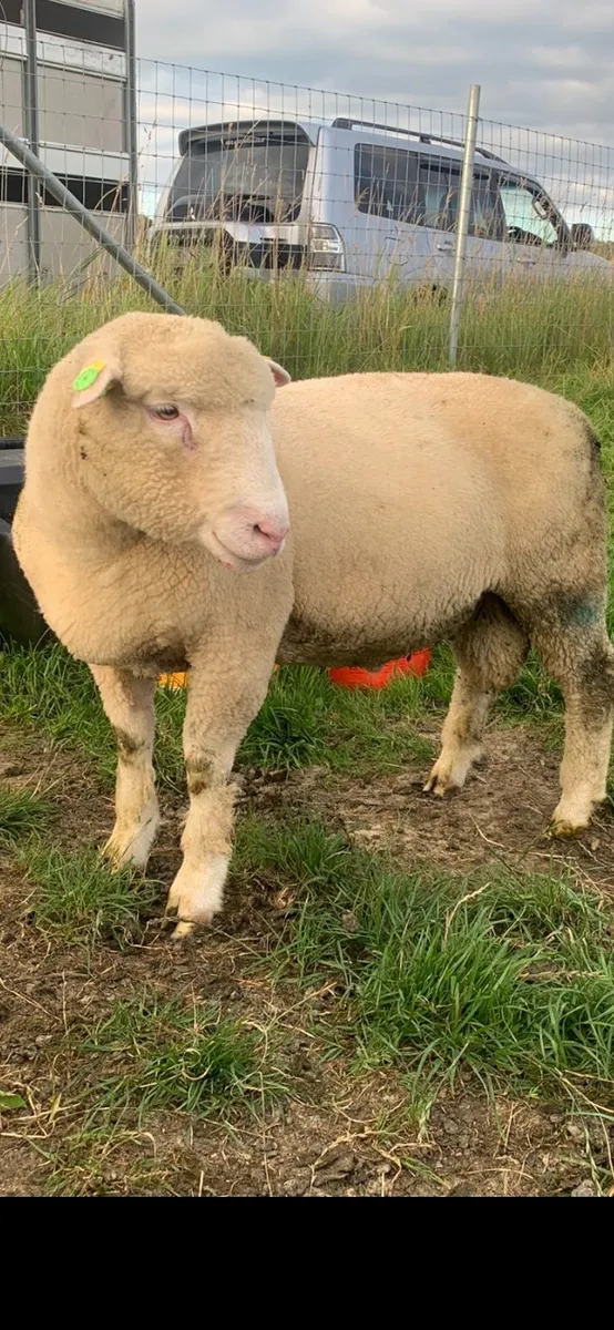 Dorset ram lambs - Image 1