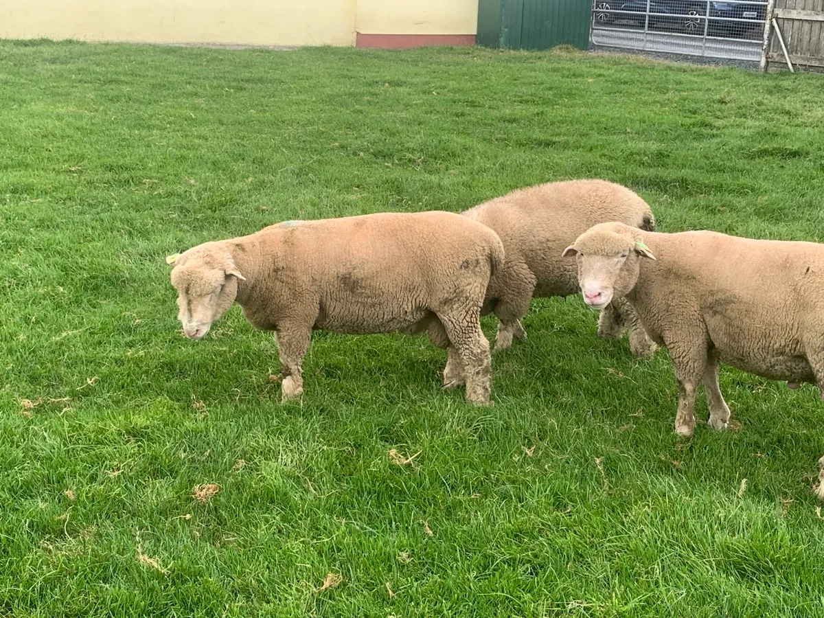 Dorset ram lambs - Image 2