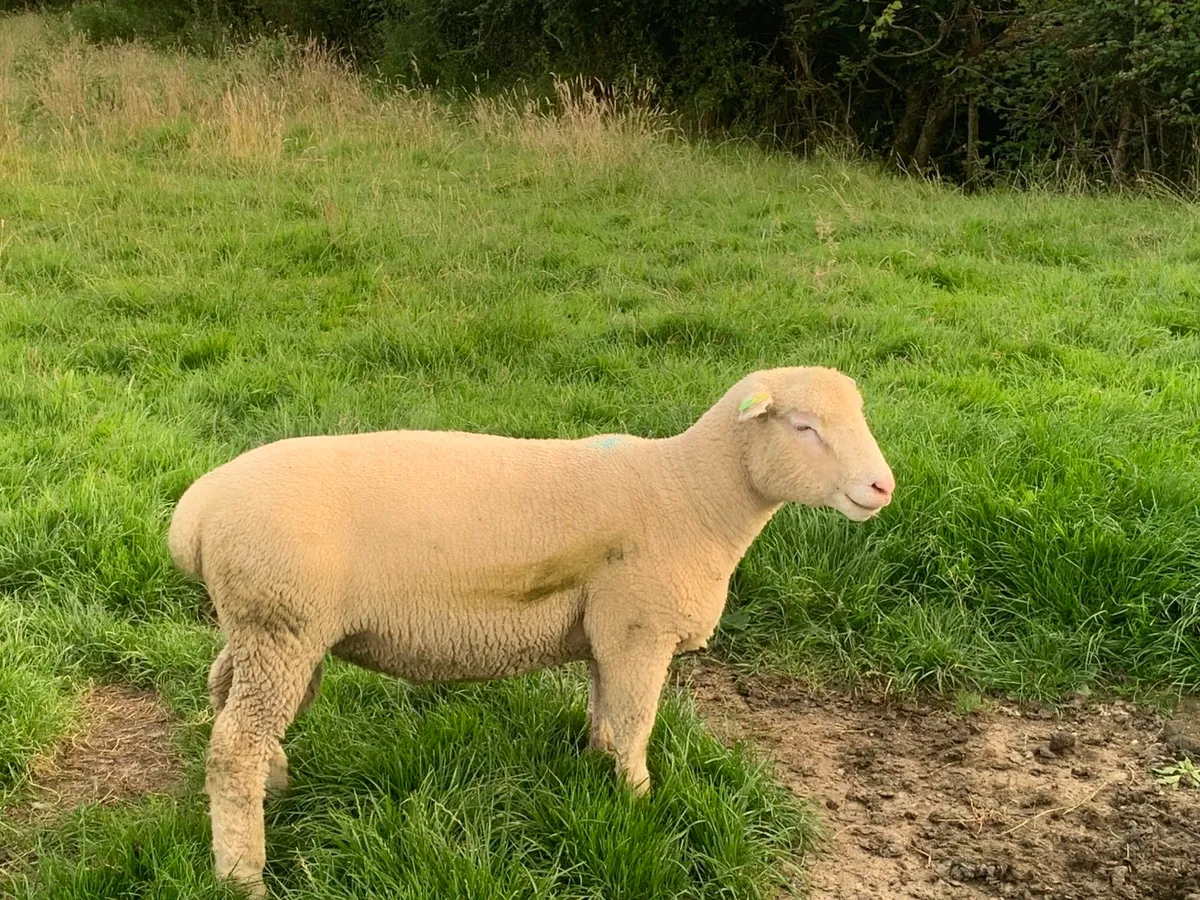 Dorset ram lambs - Image 3