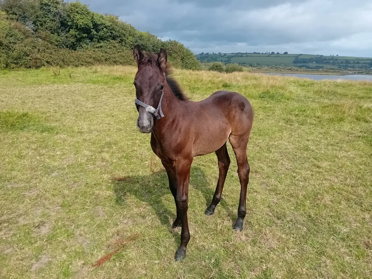 Mare & Foal - Image 3