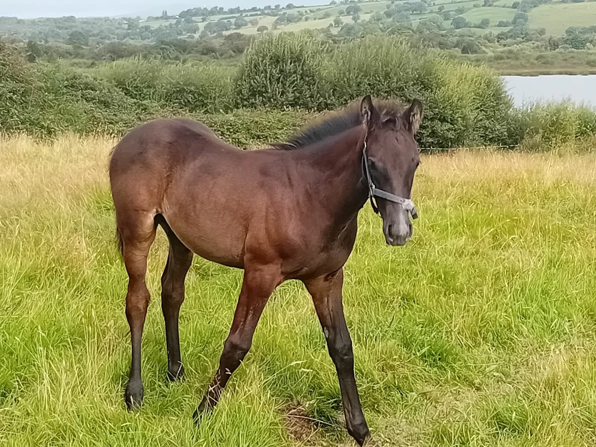 Mare & Foal - Image 4