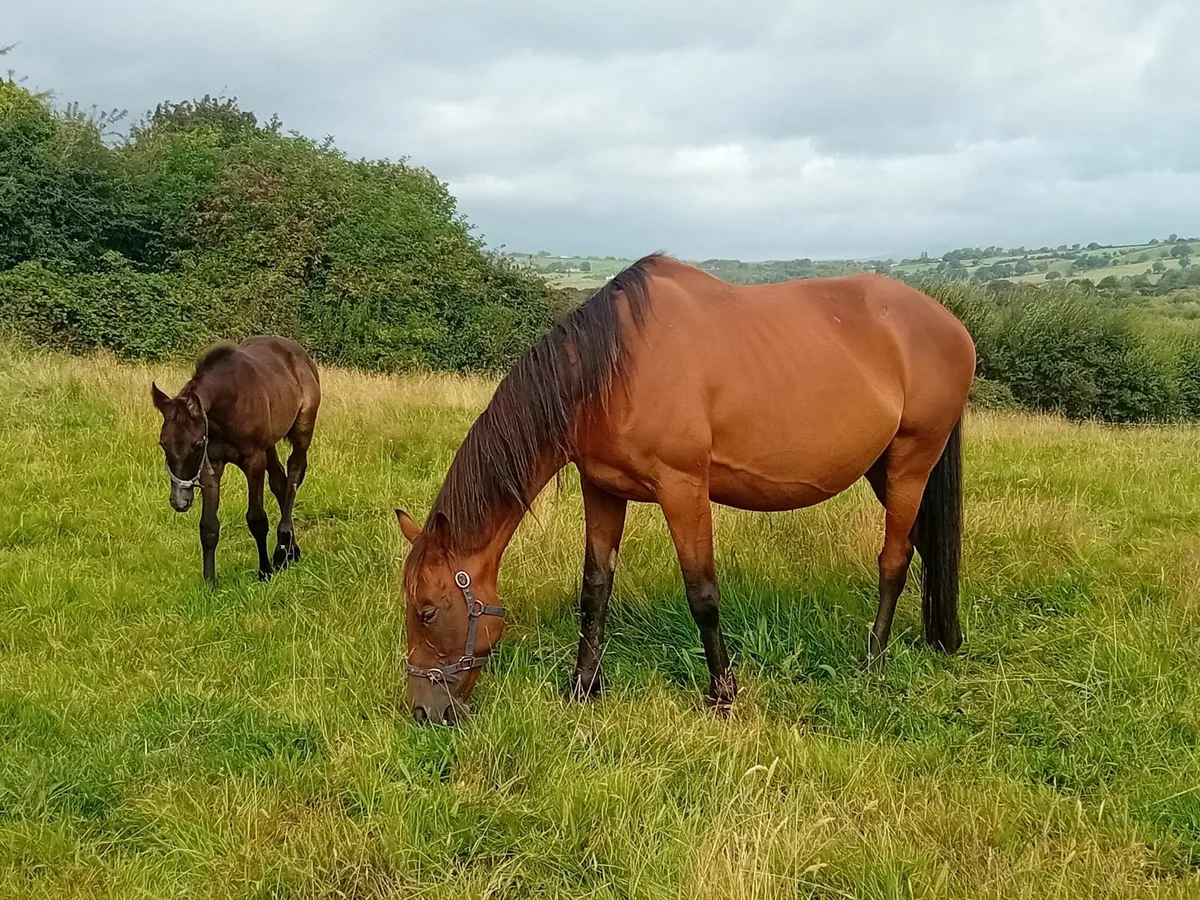 Mare & Foal - Image 1
