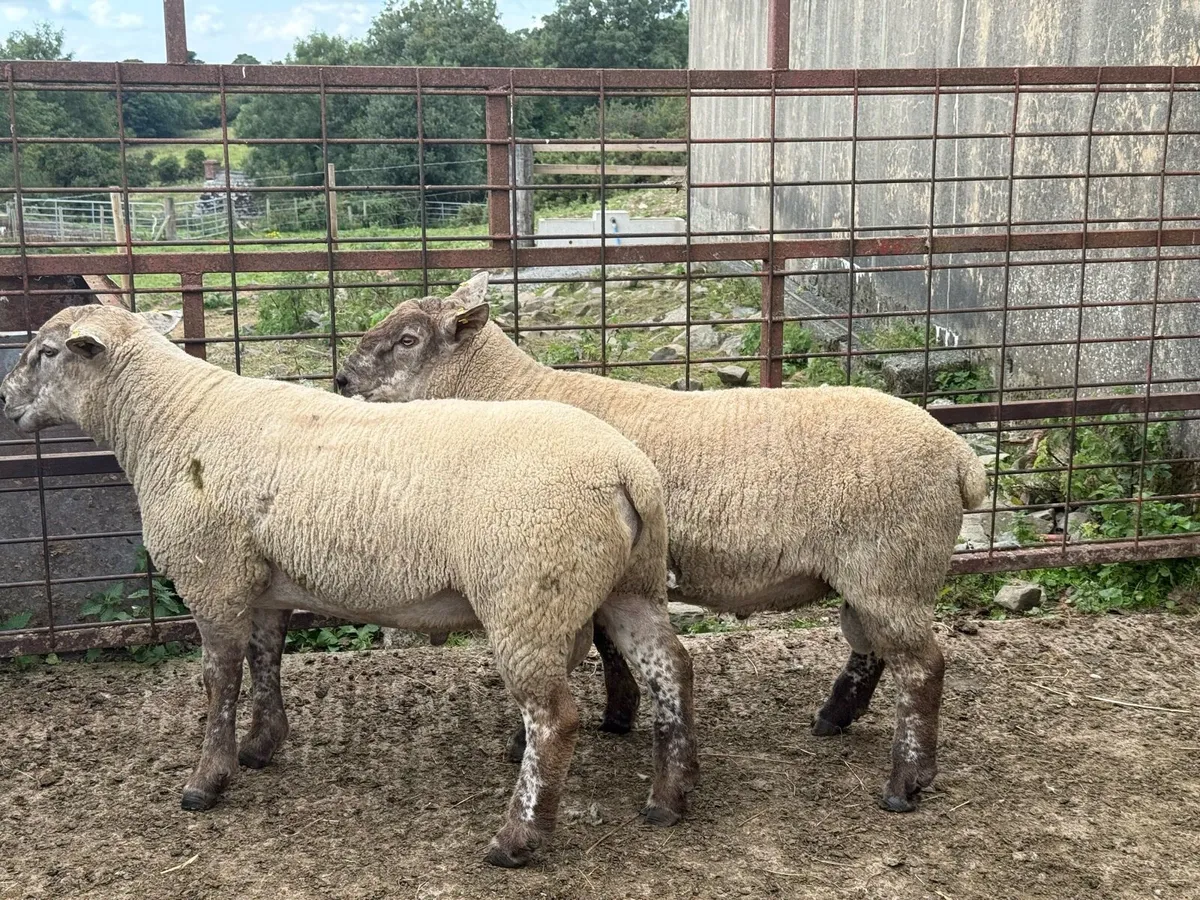 2 Suff/Tex shearling Rams - Image 1