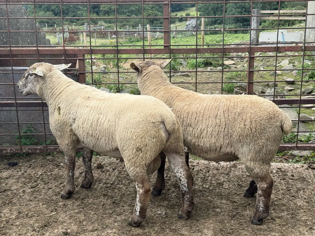 2 Suff/Tex shearling Rams - Image 2