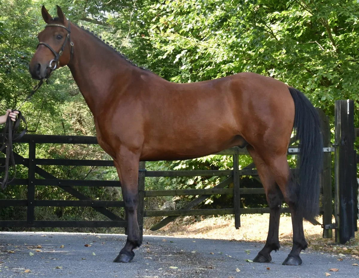 THE MOST AMAZING 3YO 148 GELDING - Image 1