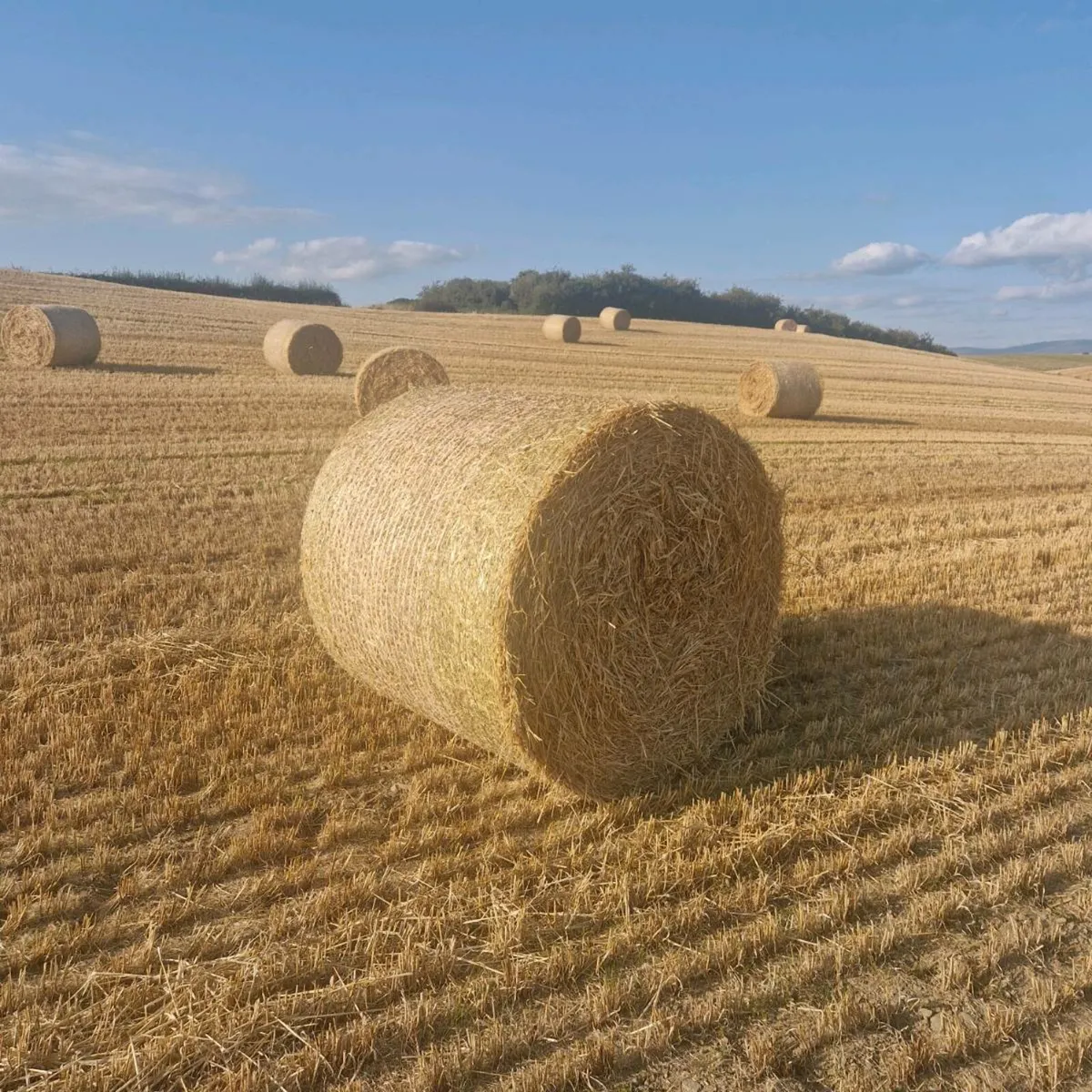 Barley straw - Image 1
