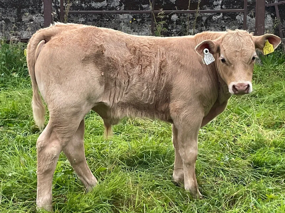 Charolais Bull Calf - Image 1