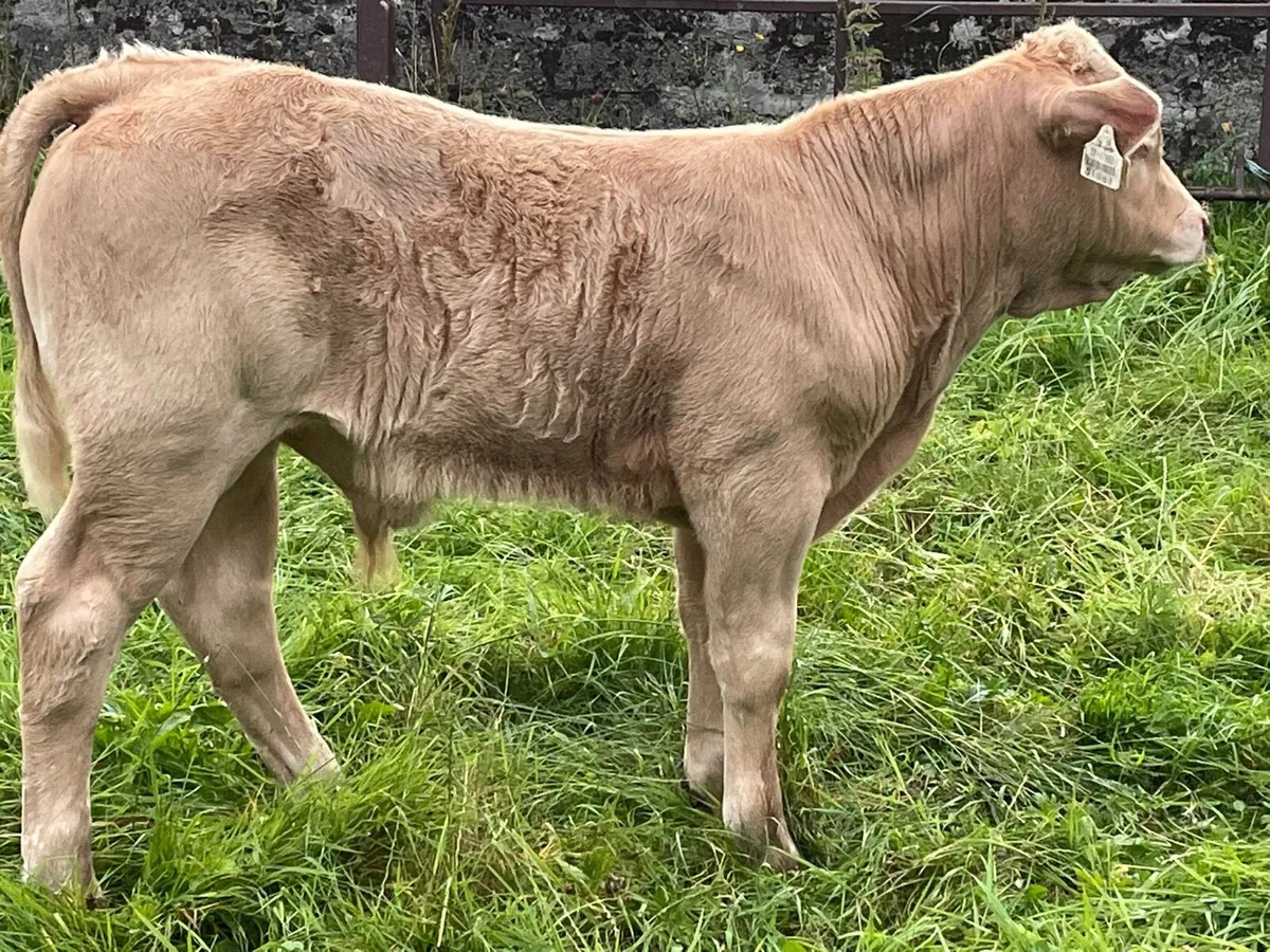 Charolais Bull Calf - Image 2
